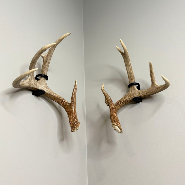 Hunting Trophy Mounts