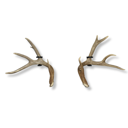 Deer Antlers on WAYMKR WALL mount
